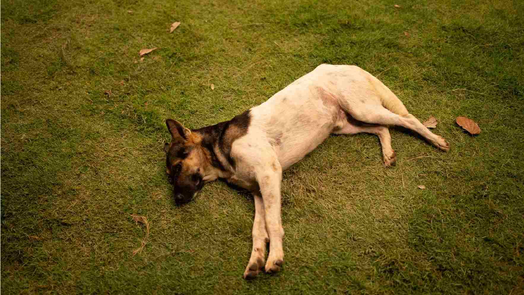 ataque epiléptico perro qué hacer